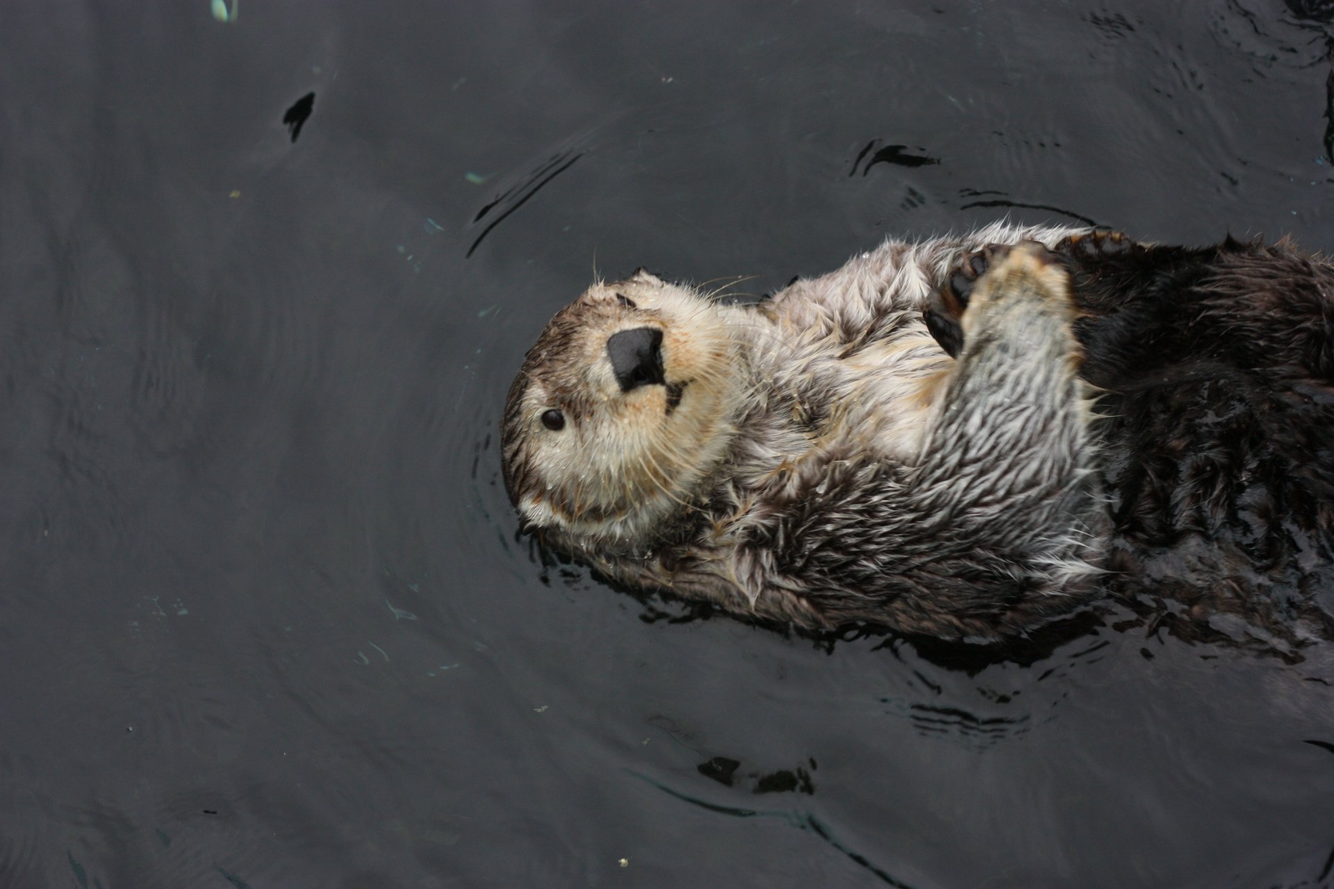 Sea Otter Desktop Widescreen Wallpaper 