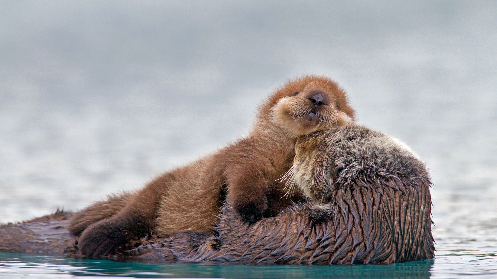 Sea Otter HD Wallpaper 
