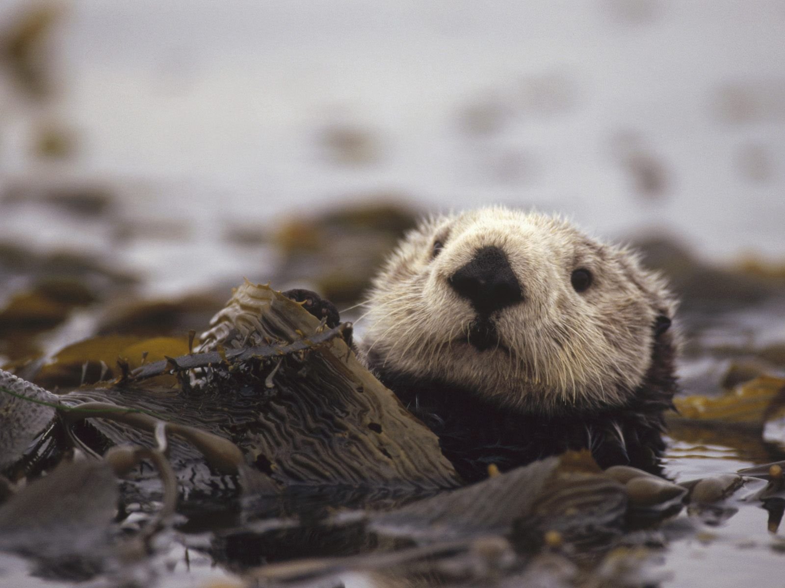 Sea Otter HD Wallpapers 