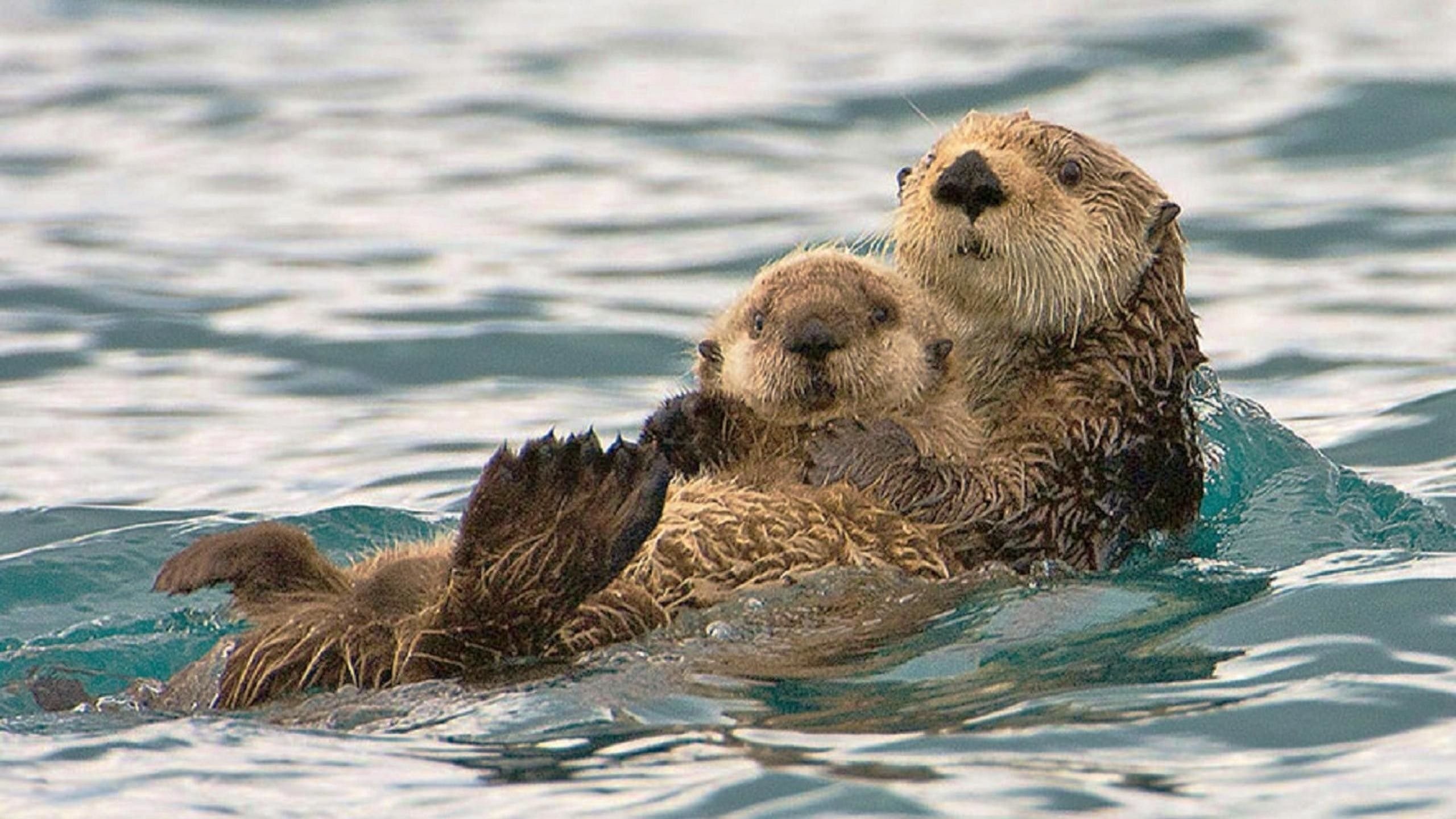 Sea Otter Wallpaper 2560x1440 