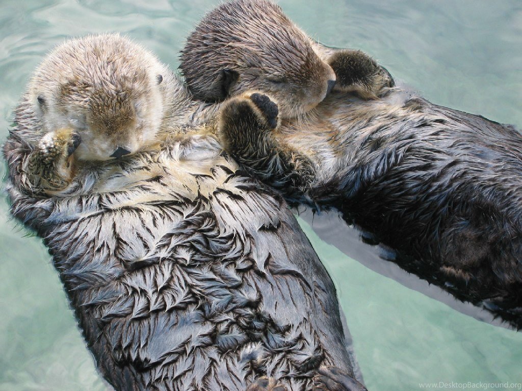 Sea Otter Wallpaper 