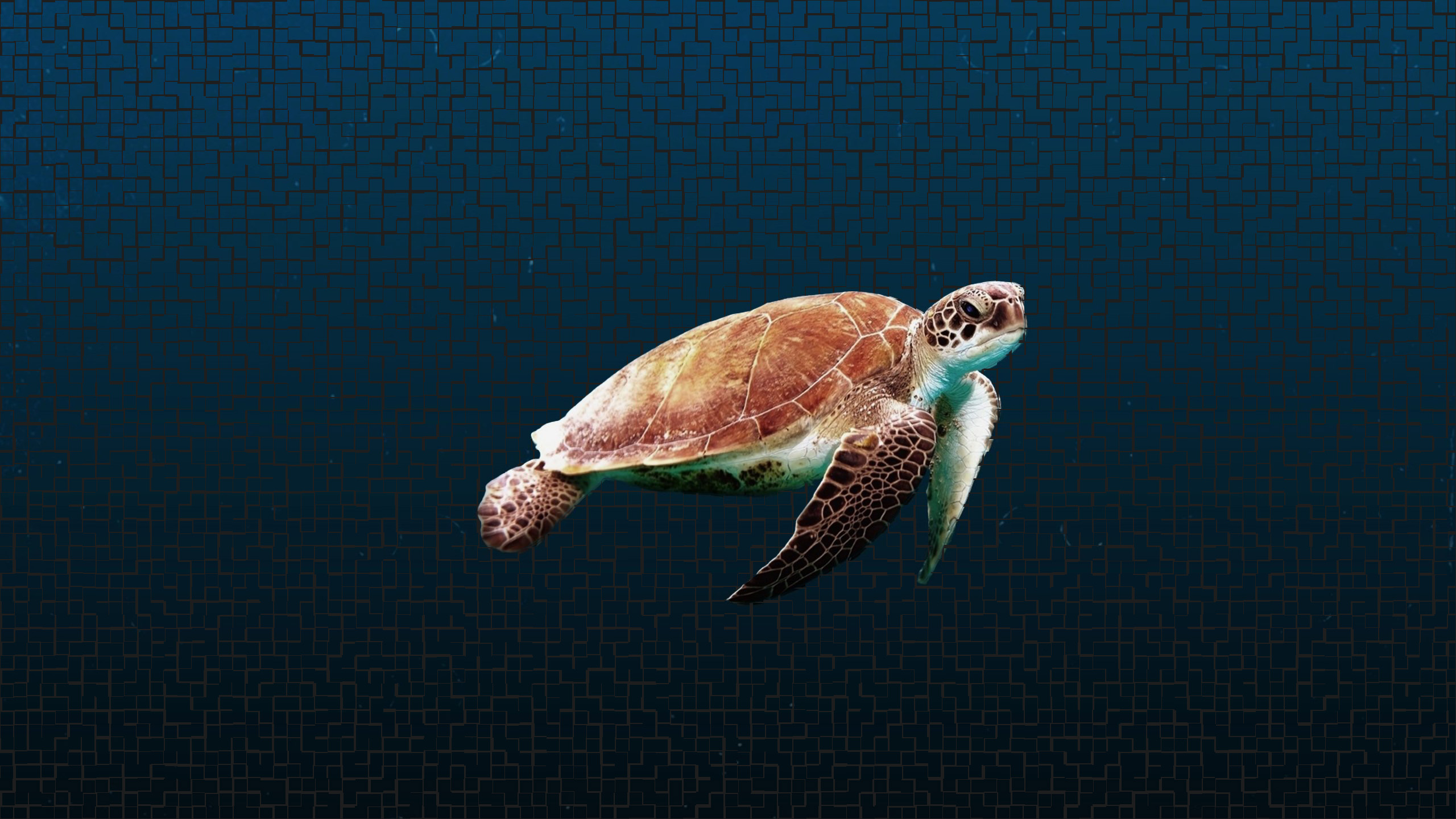 Sea Turtle Background HD Wallpapers 