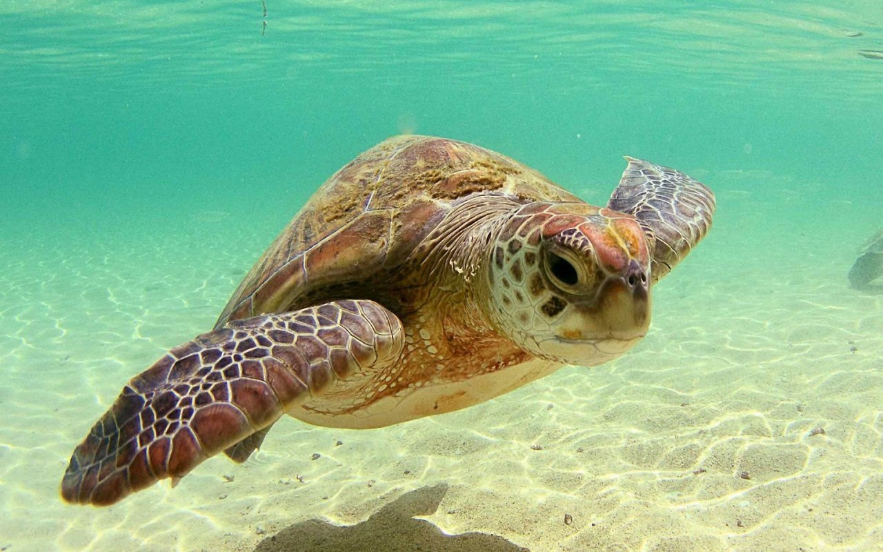 Sea Turtle Background Wallpaper 