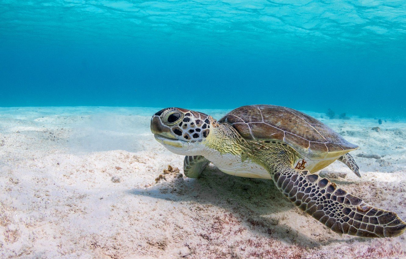 Sea Turtle Desktop Wallpaper 