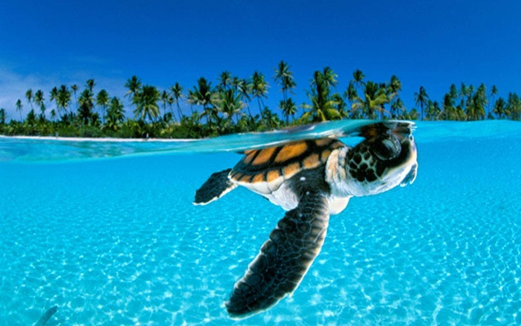 Sea Turtle High Definition Wallpaper 