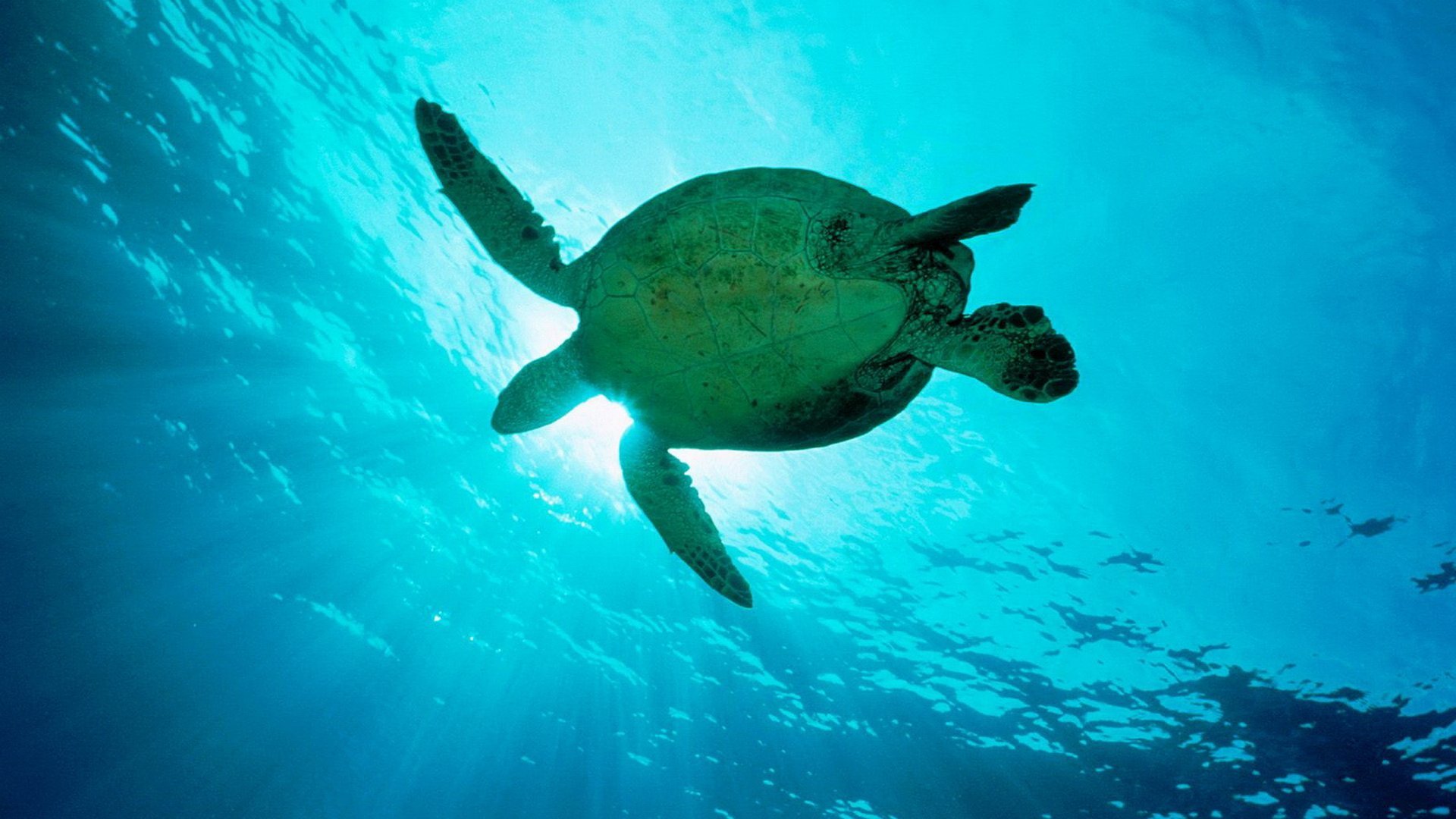 Sea Turtle Wallpaper HD 