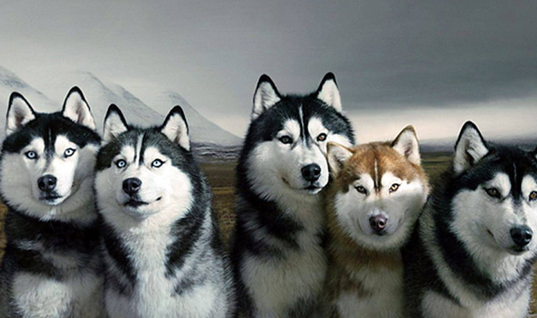 Siberian Husky HD Wallpaper 