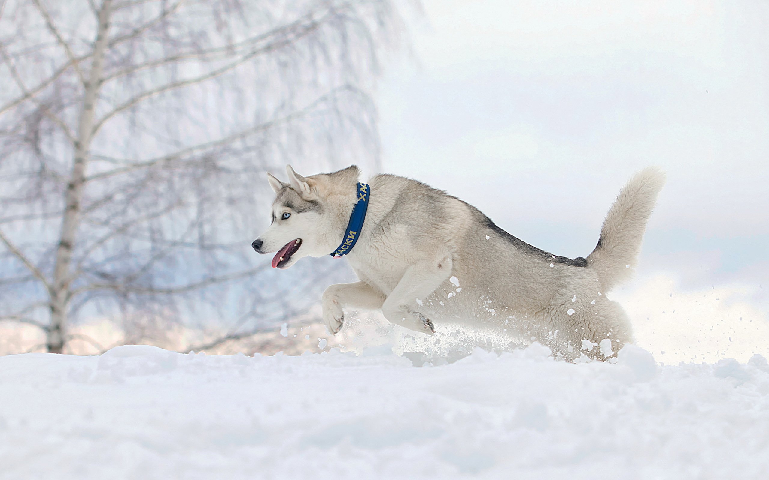 Собака сугроб. Хаски Винтер. Хаски зимой. Собака в снегу. Собака бежит по снегу.
