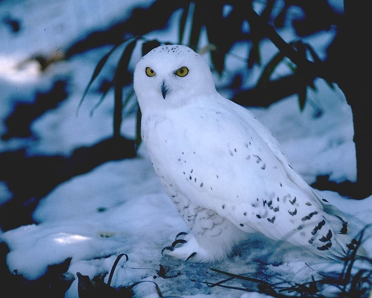 Snowy Owl Background Wallpaper 