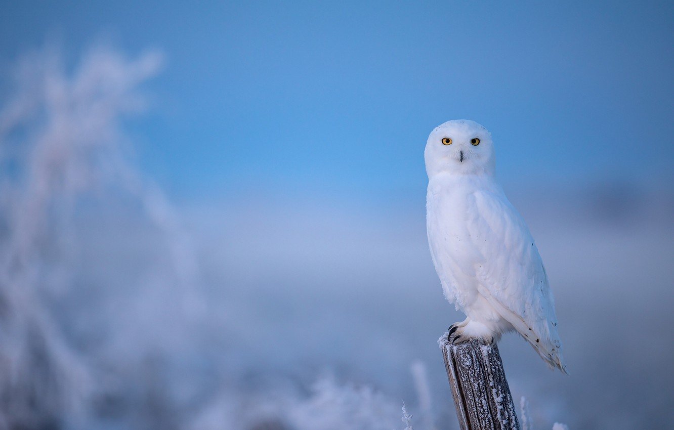Snowy Owl Desktop Wallpaper 