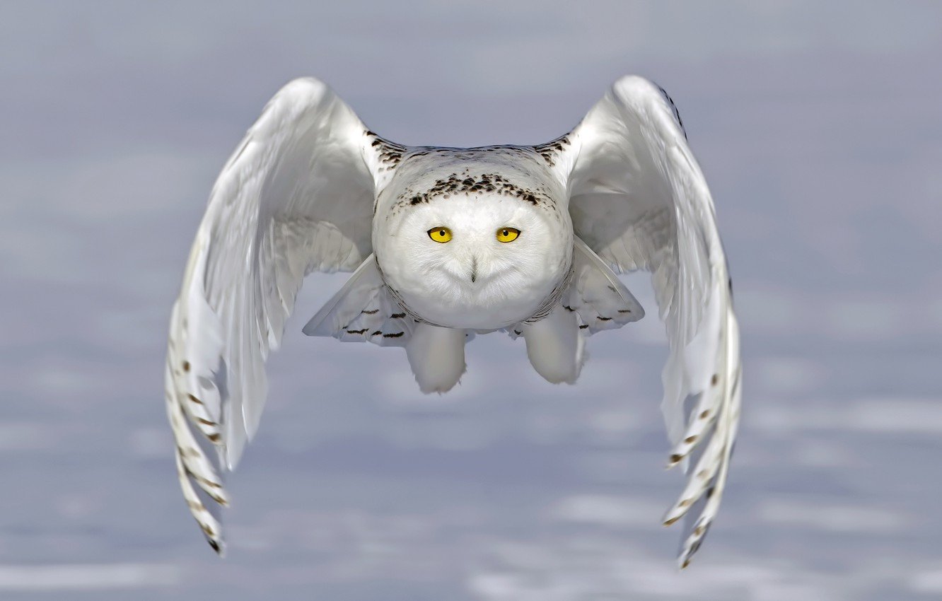 Snowy Owl HD Wallpaper 