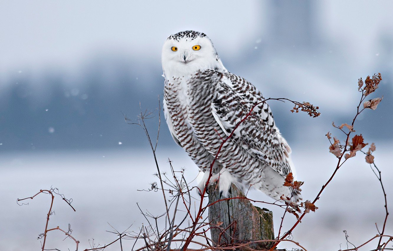 Snowy Owl HD Wallpapers 