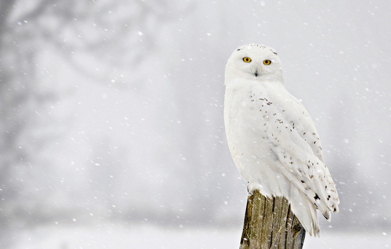 Snowy Owl High Definition Wallpaper 