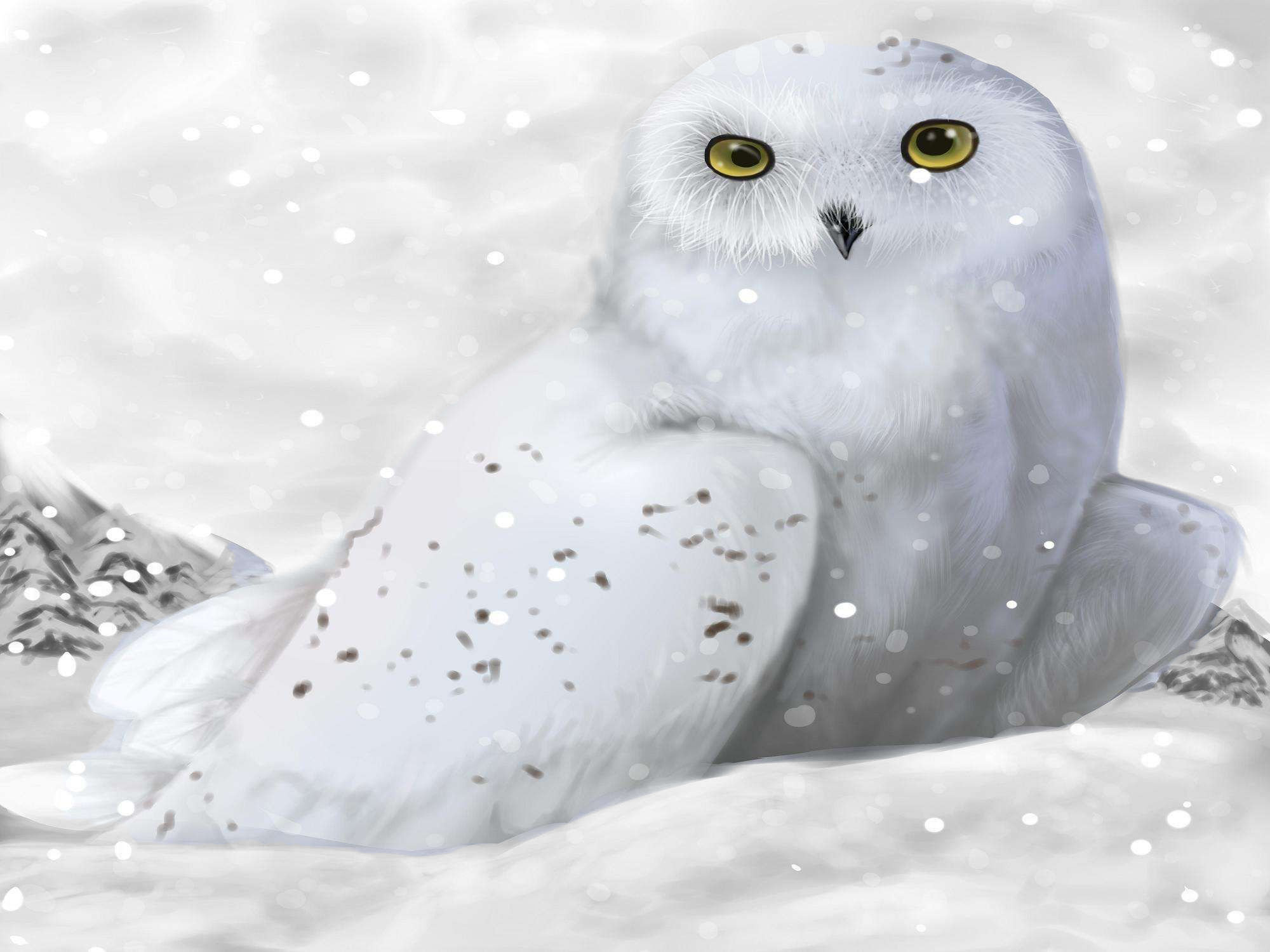 Snowy Owl Wallpaper 2000x1500 