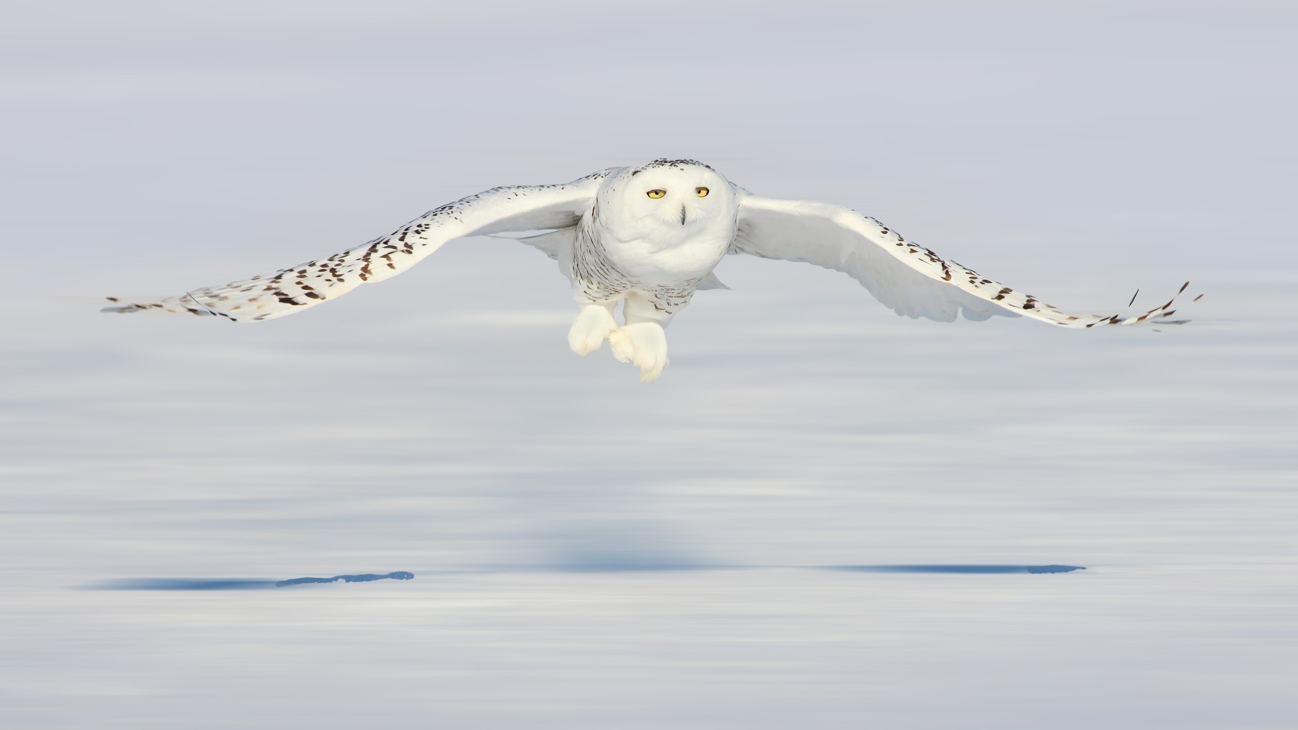 Snowy Owl Wallpaper 2560x1440 
