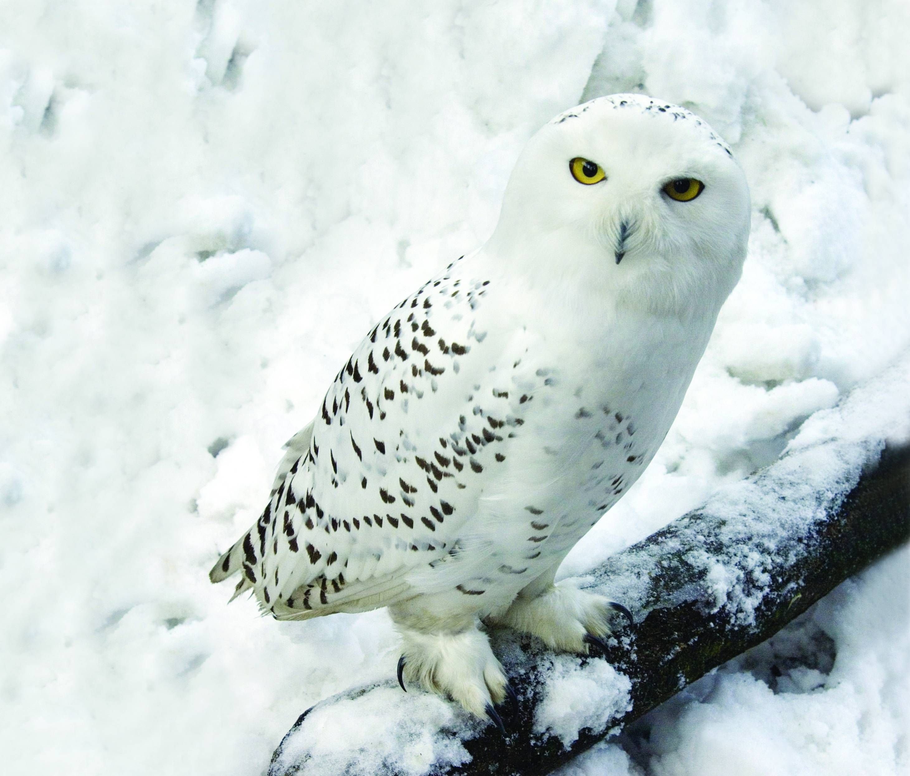 Snowy Owl Wallpaper 2922x2492 