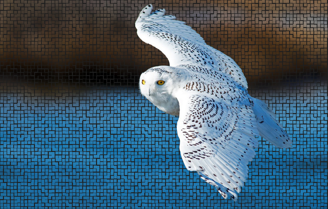 Snowy Owl Widescreen Wallpapers 
