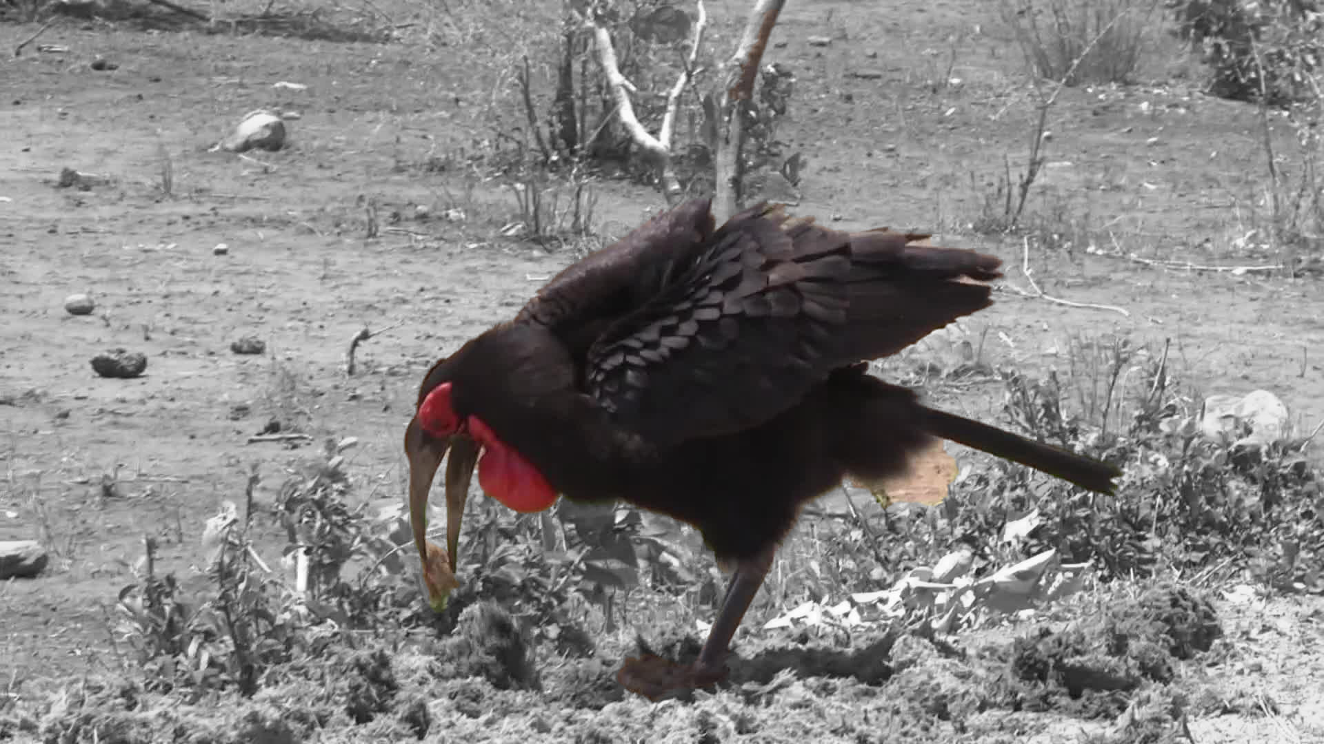 Southern Ground Hornbill Background HD Wallpapers 