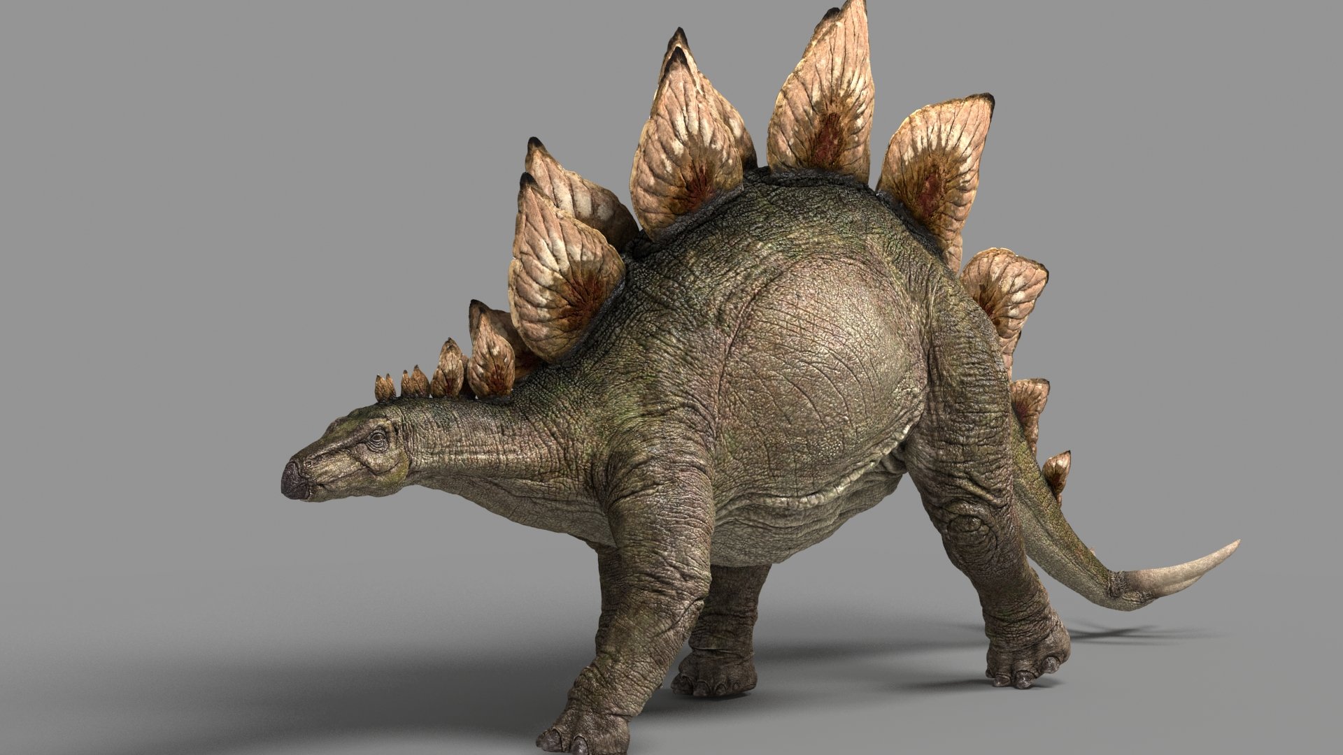 Stegosaurus HD Wallpaper 