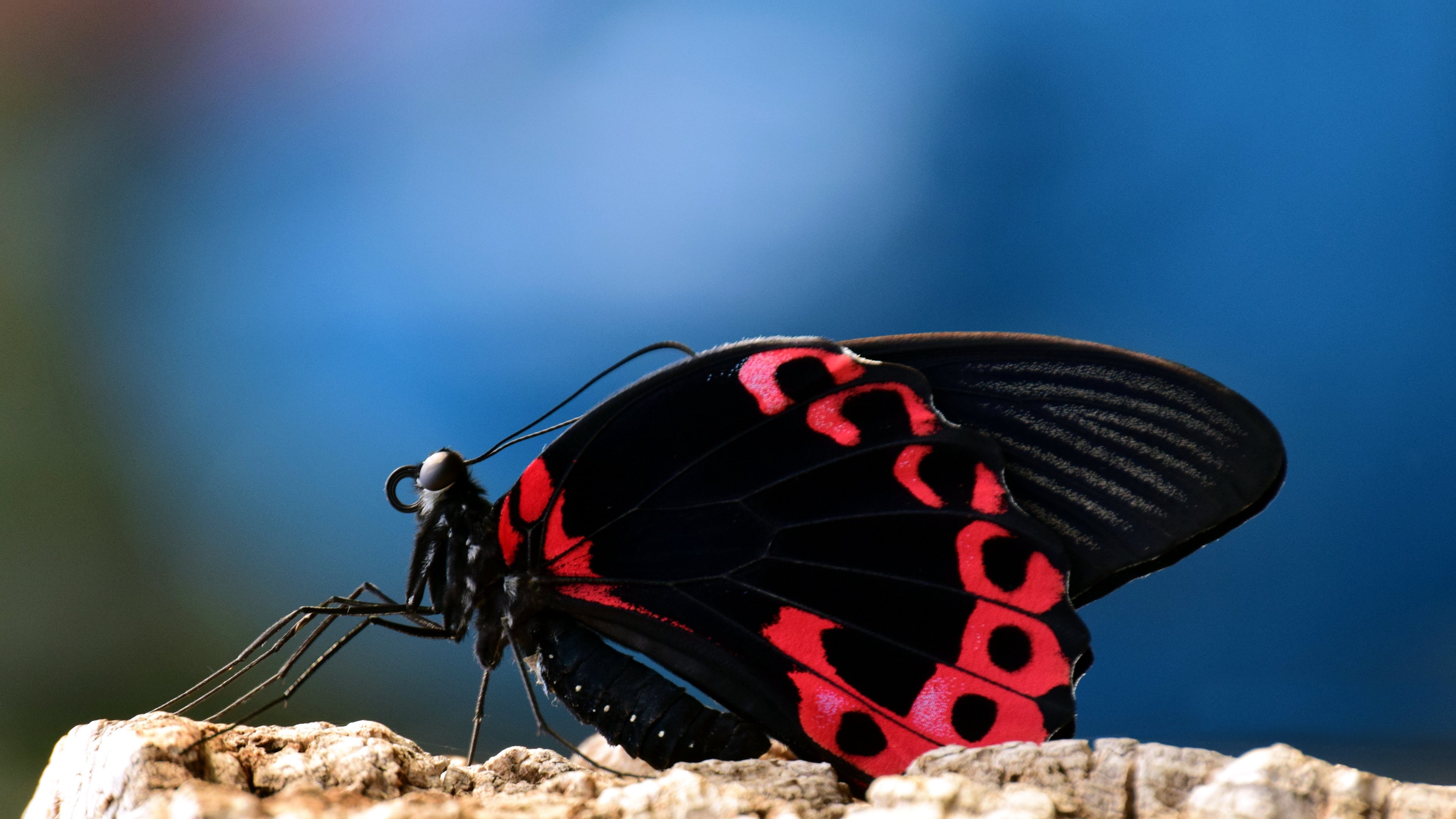 Swallowtail Butterfly Background HD Wallpapers 