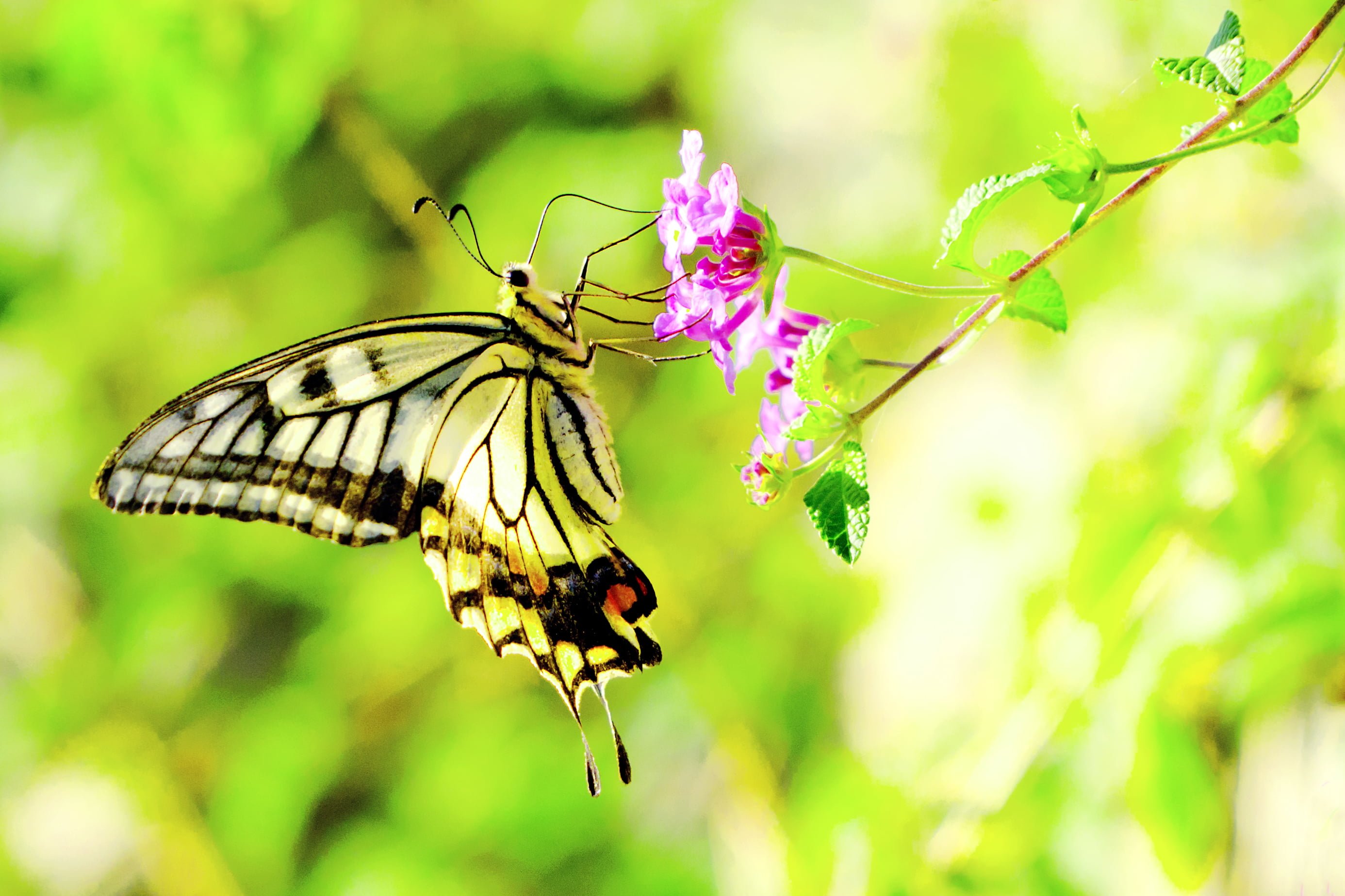 Swallowtail Butterfly Background Wallpapers 