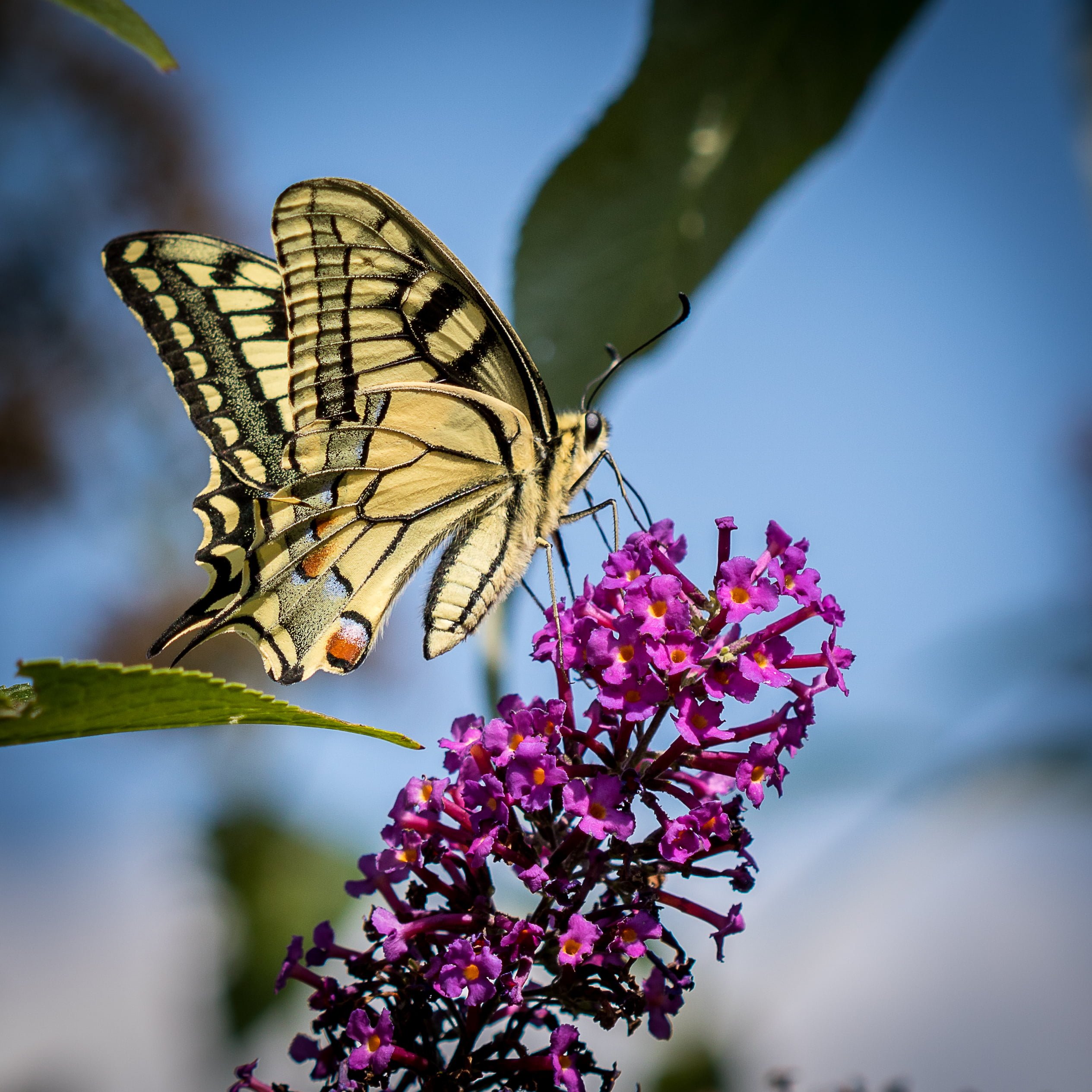 Swallowtail Butterfly Best HD Wallpaper 