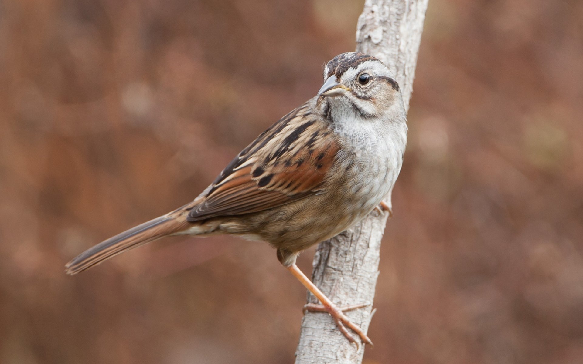 Swamp Sparrow Background HD Wallpapers 