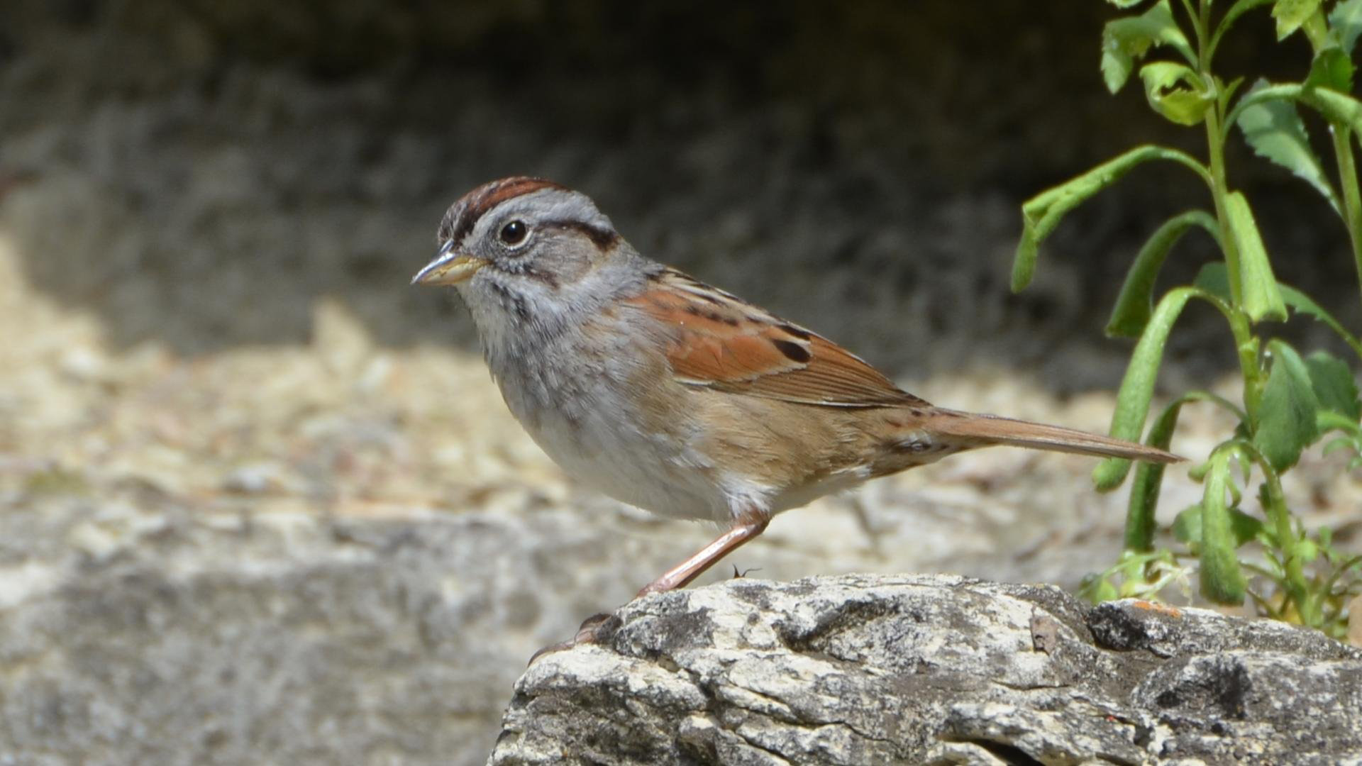 Swamp Sparrow Best HD Wallpaper 