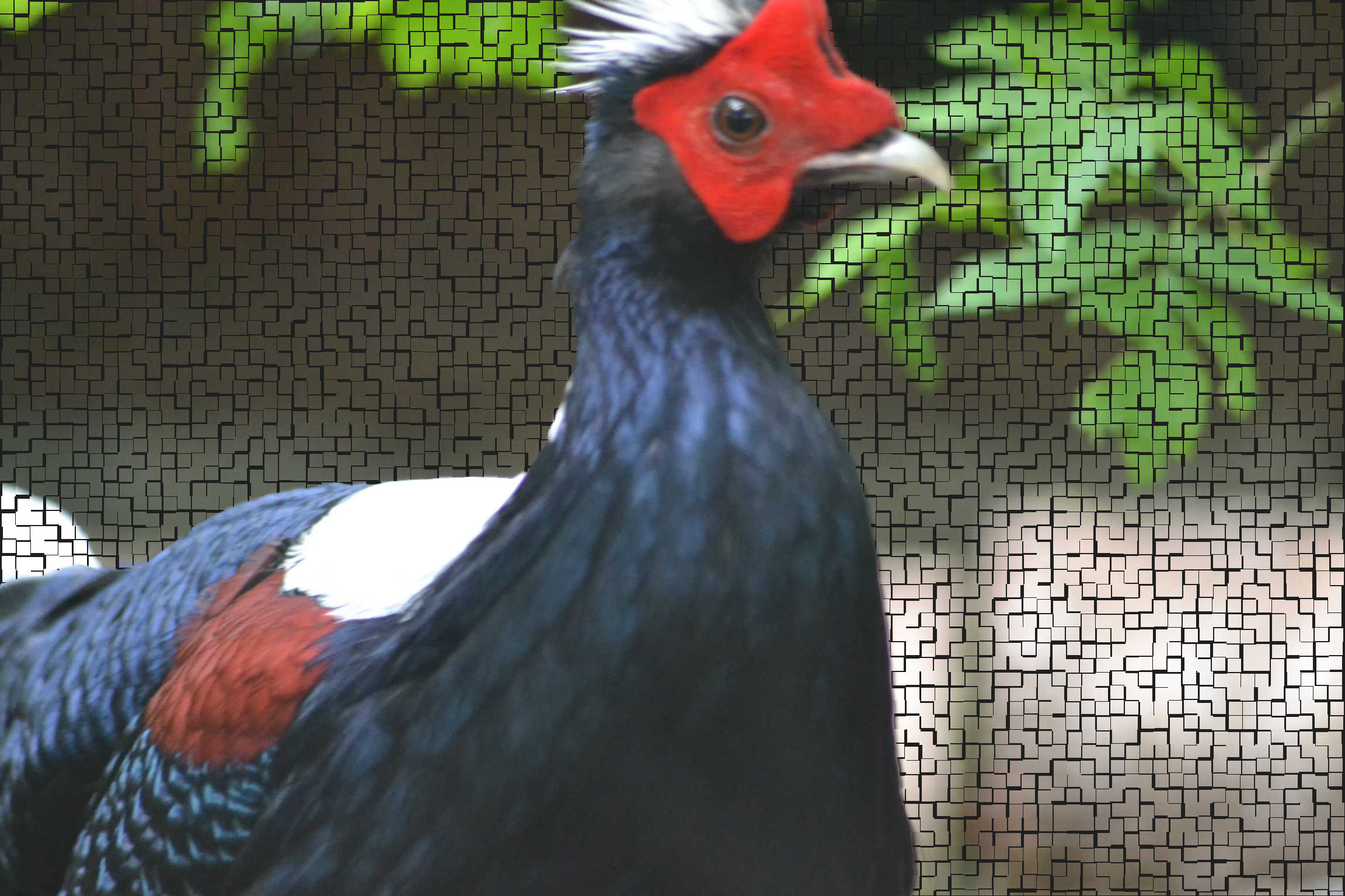 Swinhoes Pheasant Desktop HD Wallpaper 