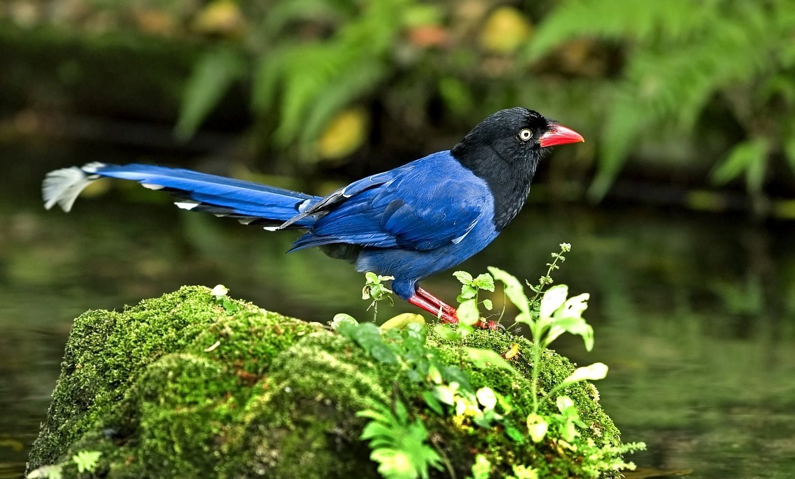 Taiwan Blue Magpie HD Wallpapers 