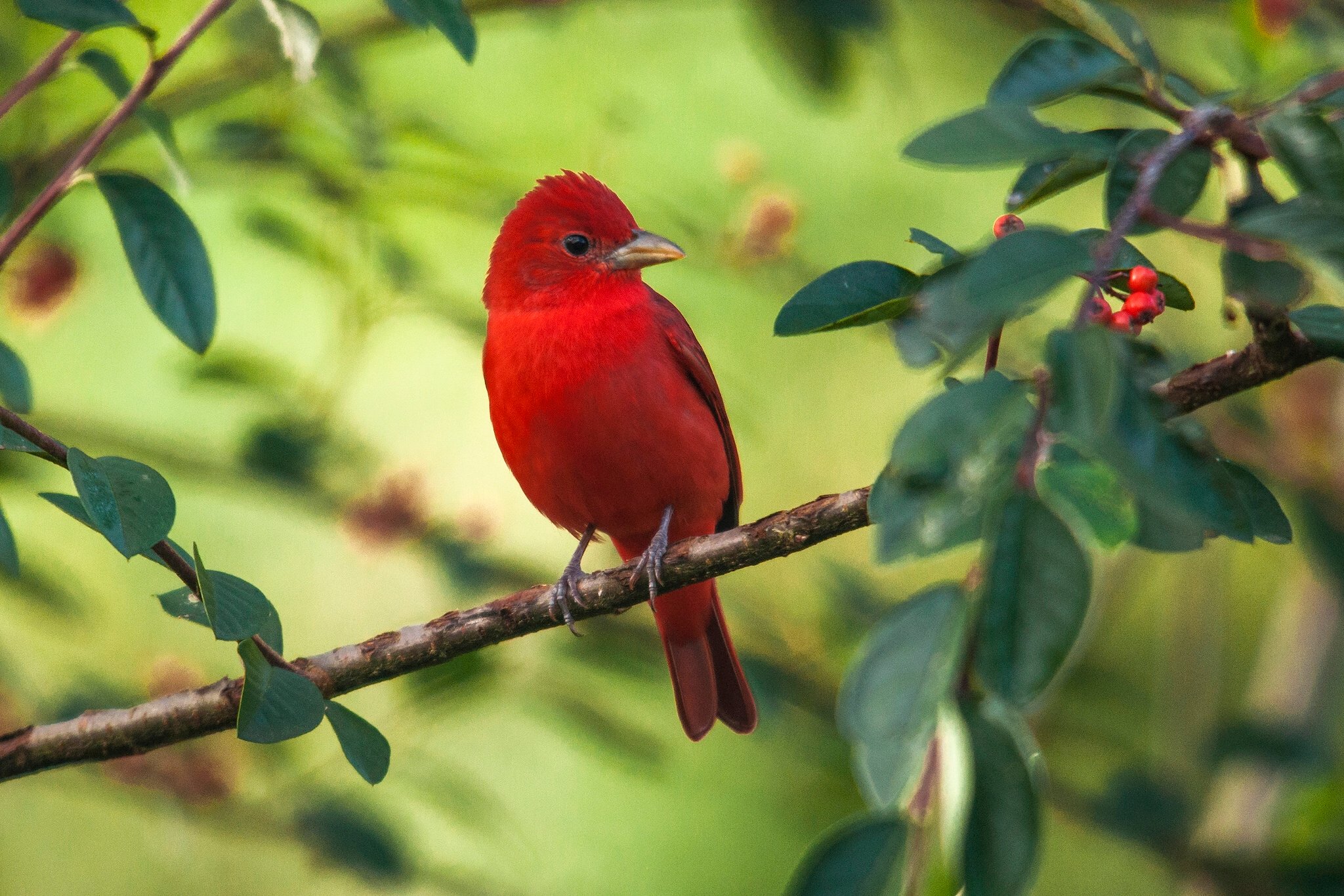 Tanager Background HD Wallpapers 