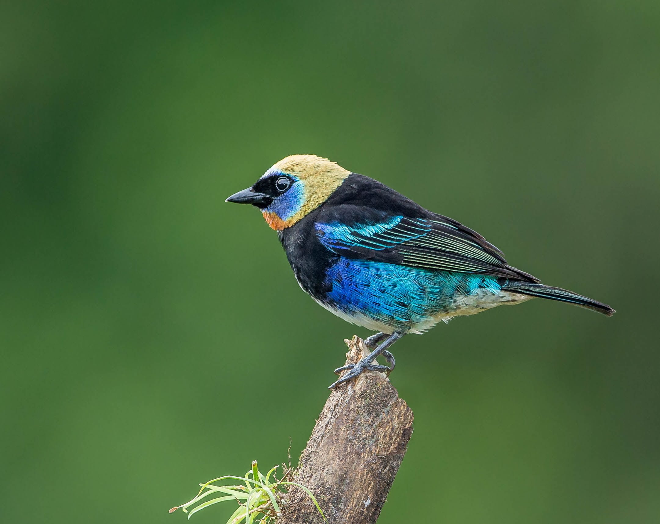 Tanager Wallpapers Full HD 
