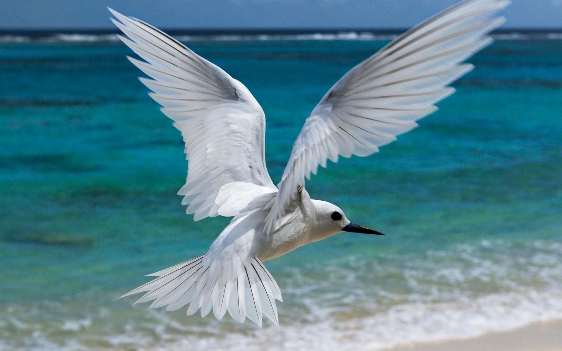 Tern Background HD Wallpapers 