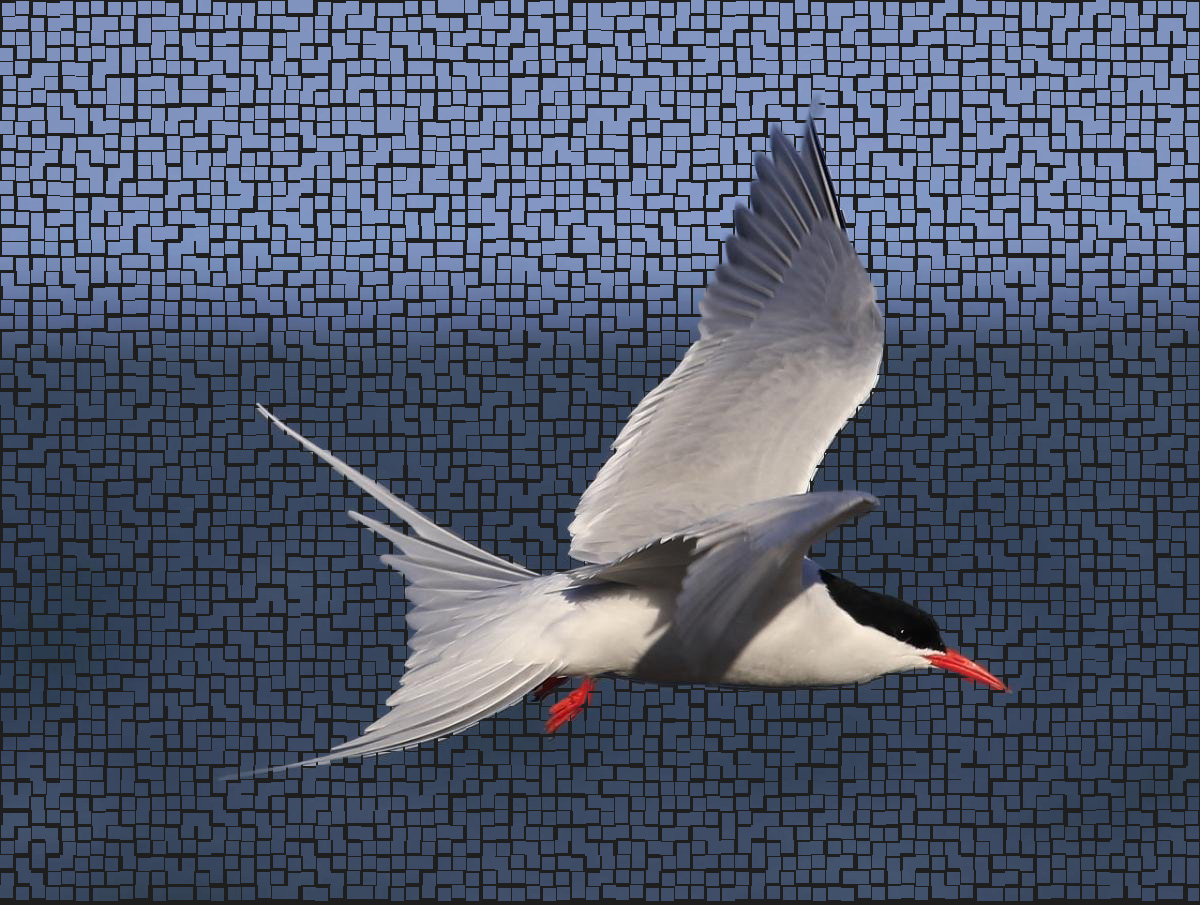 Tern Background Wallpaper 