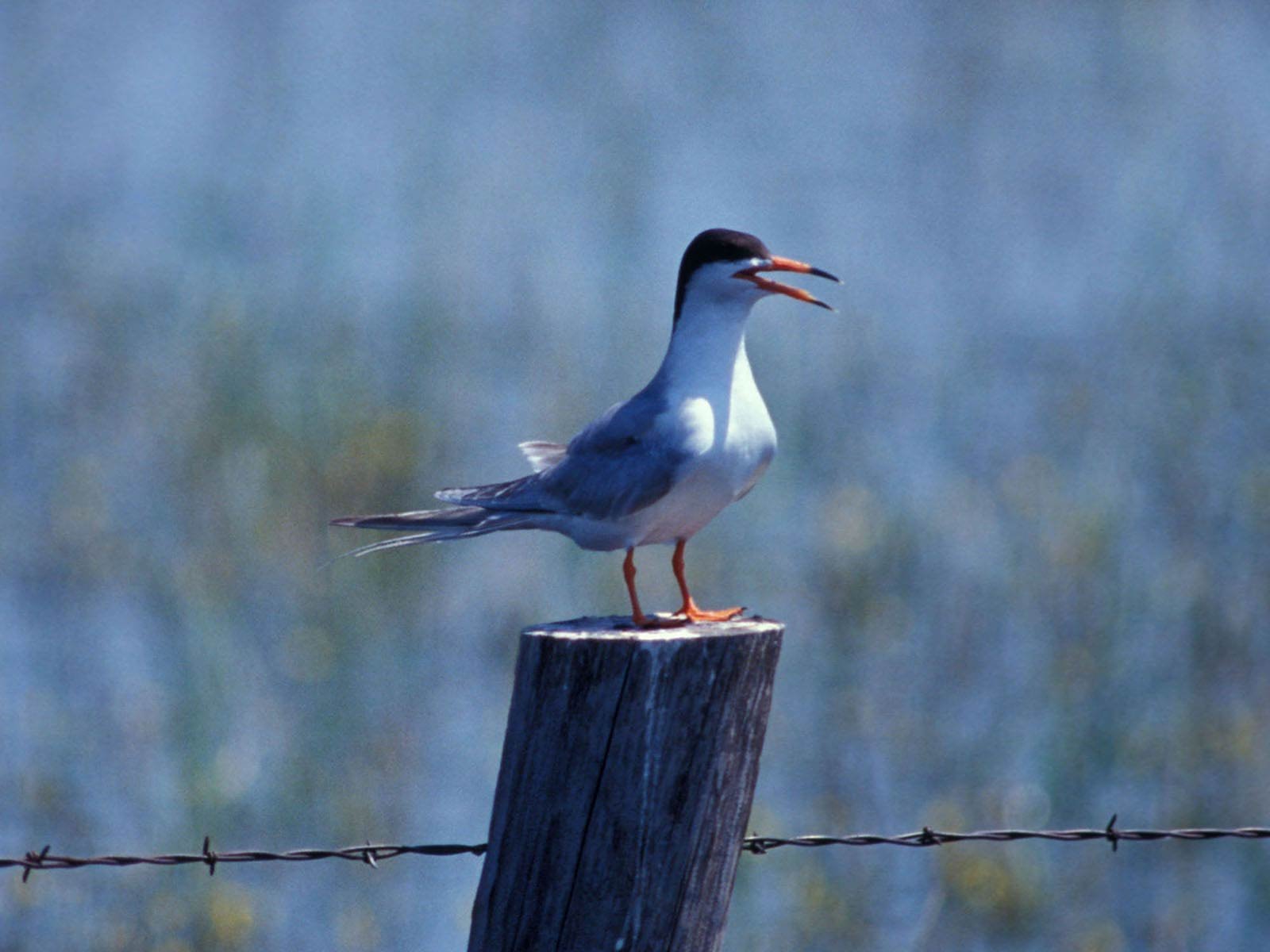 Tern Background Wallpapers 
