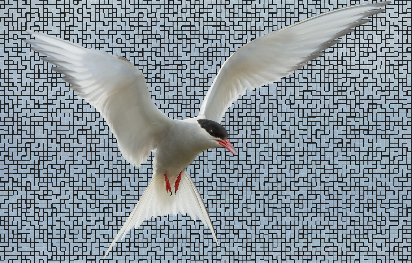 Tern Desktop Wallpaper 