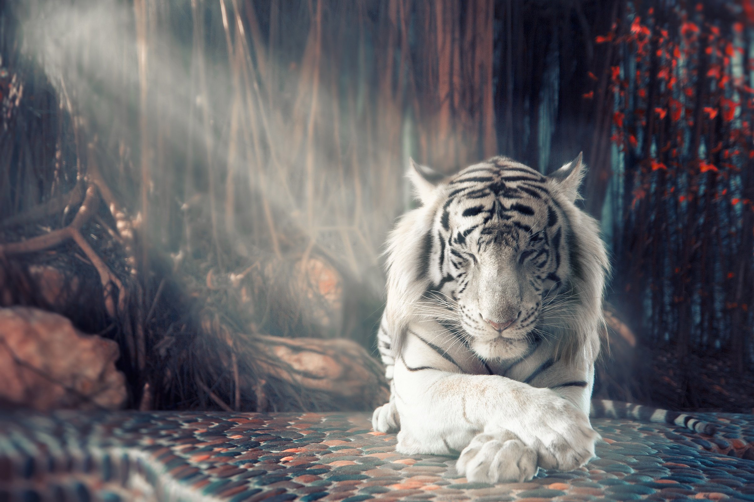 Tiger HD Wallpaper 