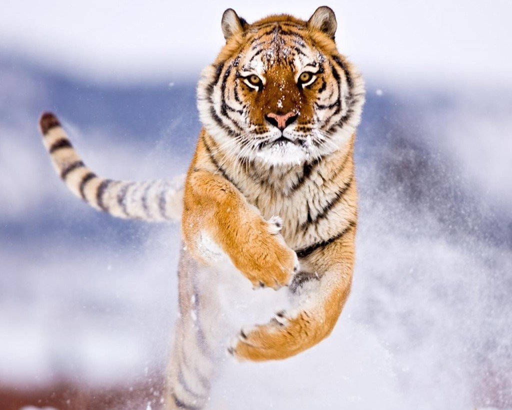 Tiger Wallpaper 