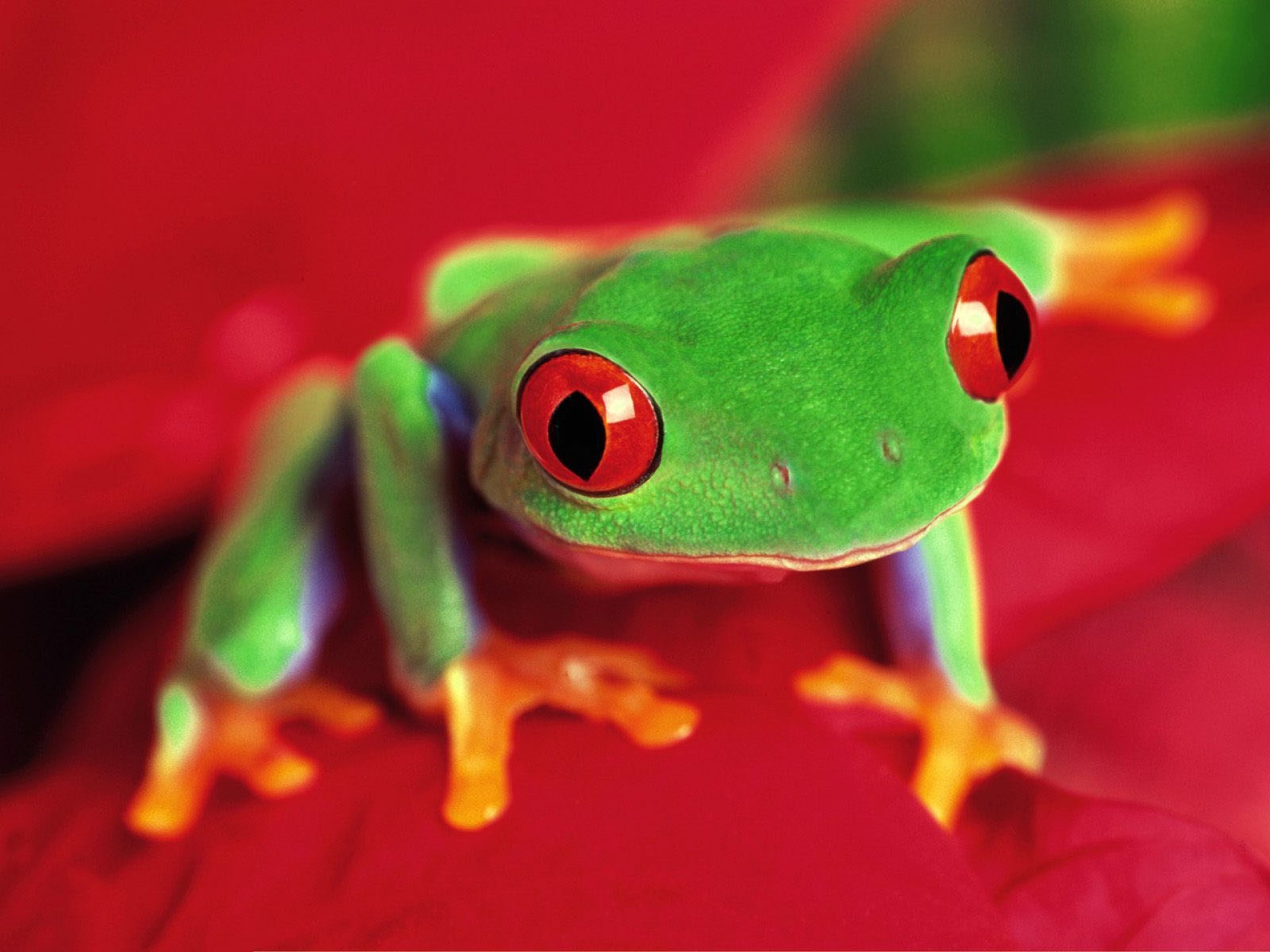 Tree Frog Desktop HD Wallpaper 