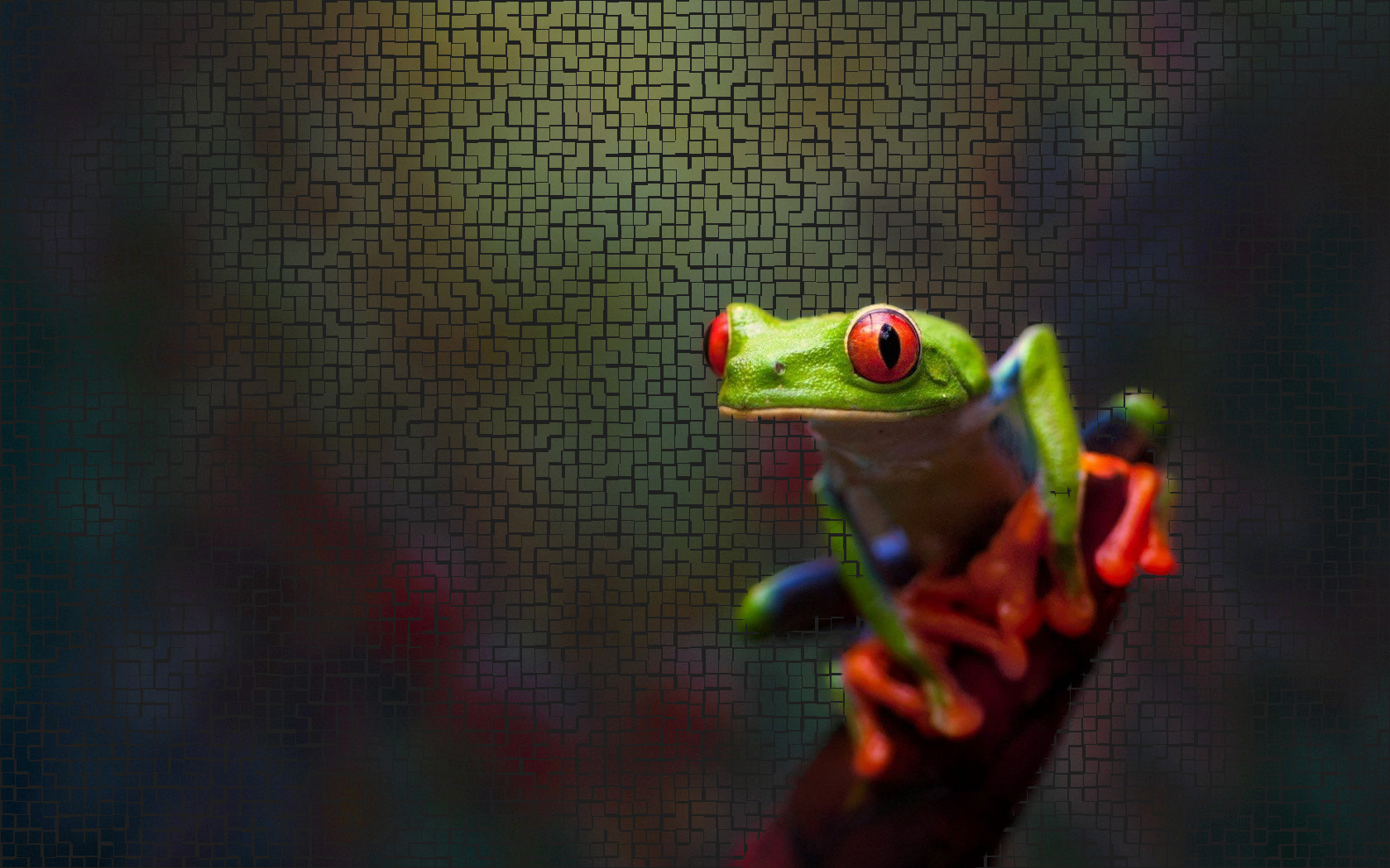 Tree Frog Widescreen Wallpapers 