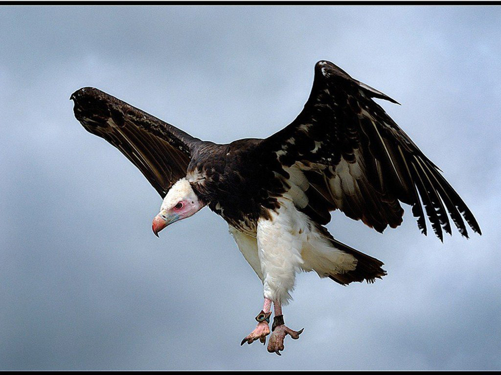 Turkey Vulture HD Desktop Wallpaper 