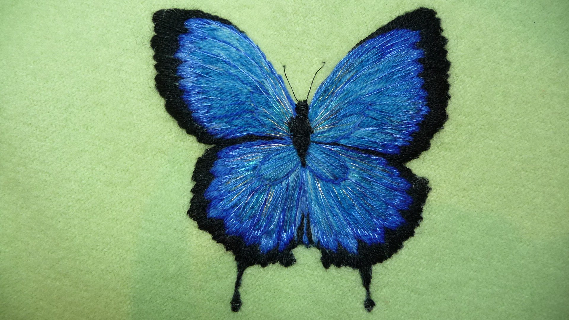 Ulysses Butterfly Background HD Wallpapers 