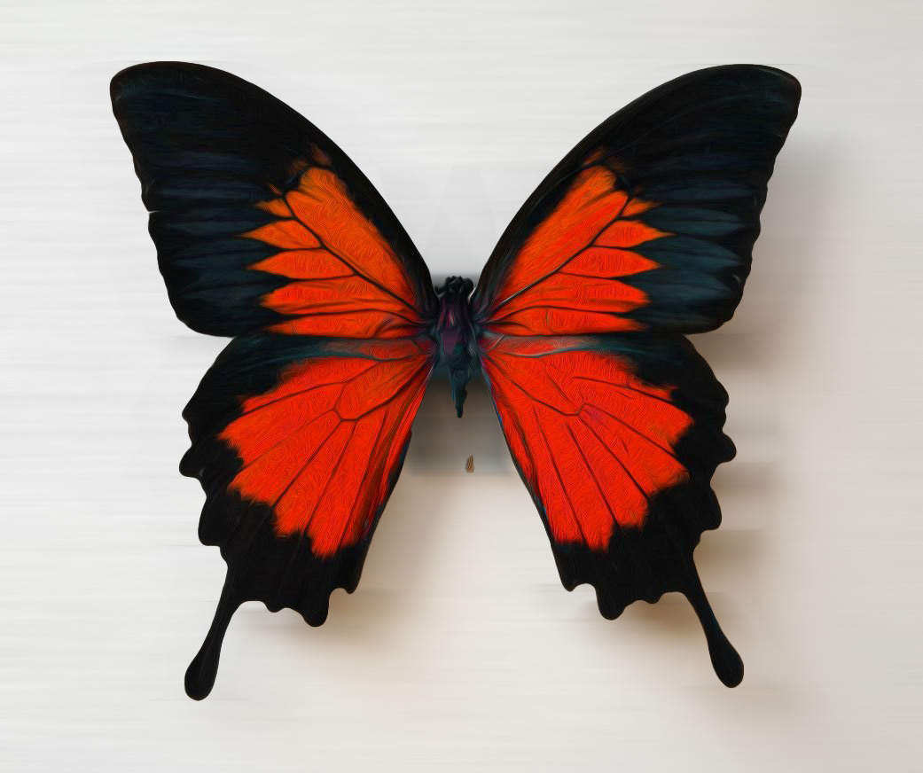 Ulysses Butterfly Best Wallpaper 
