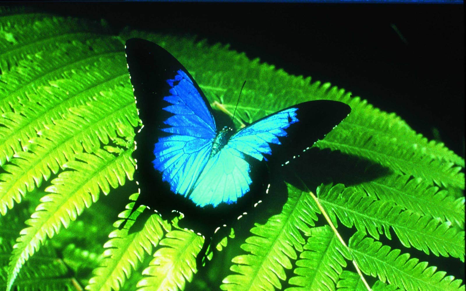 Ulysses Butterfly Desktop Wallpaper 