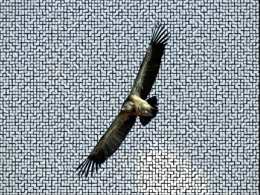 Vulture Wallpaper 