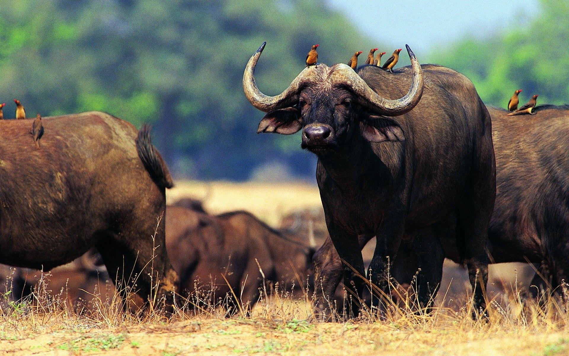 Воловьи птицы и носорог тип. Длиннорогий буйвол пелоровис. Кафрский буйвол. Африканский бык Буффало. Африканский черный буйвол.