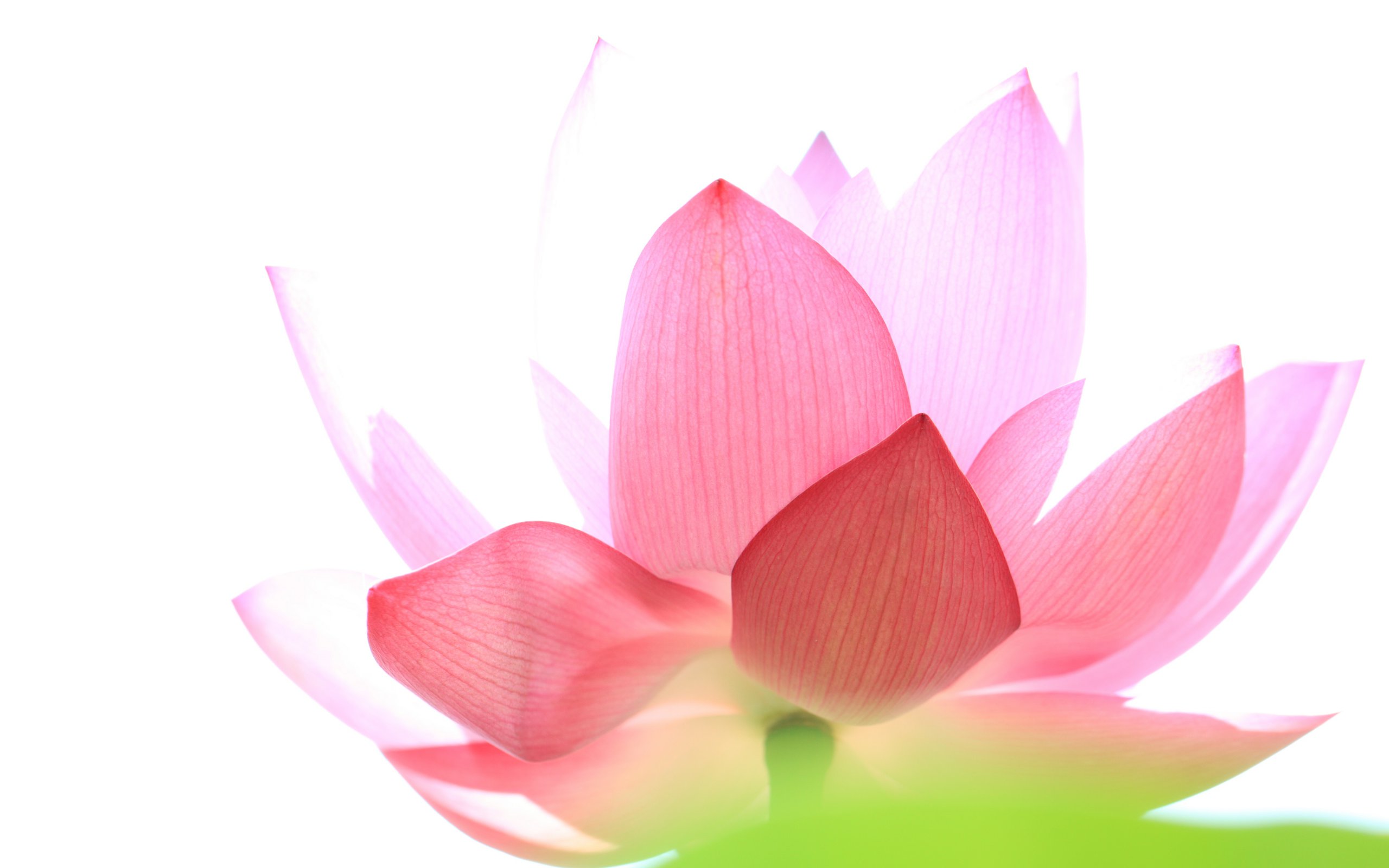 Lotus High Quality Wallpapers 