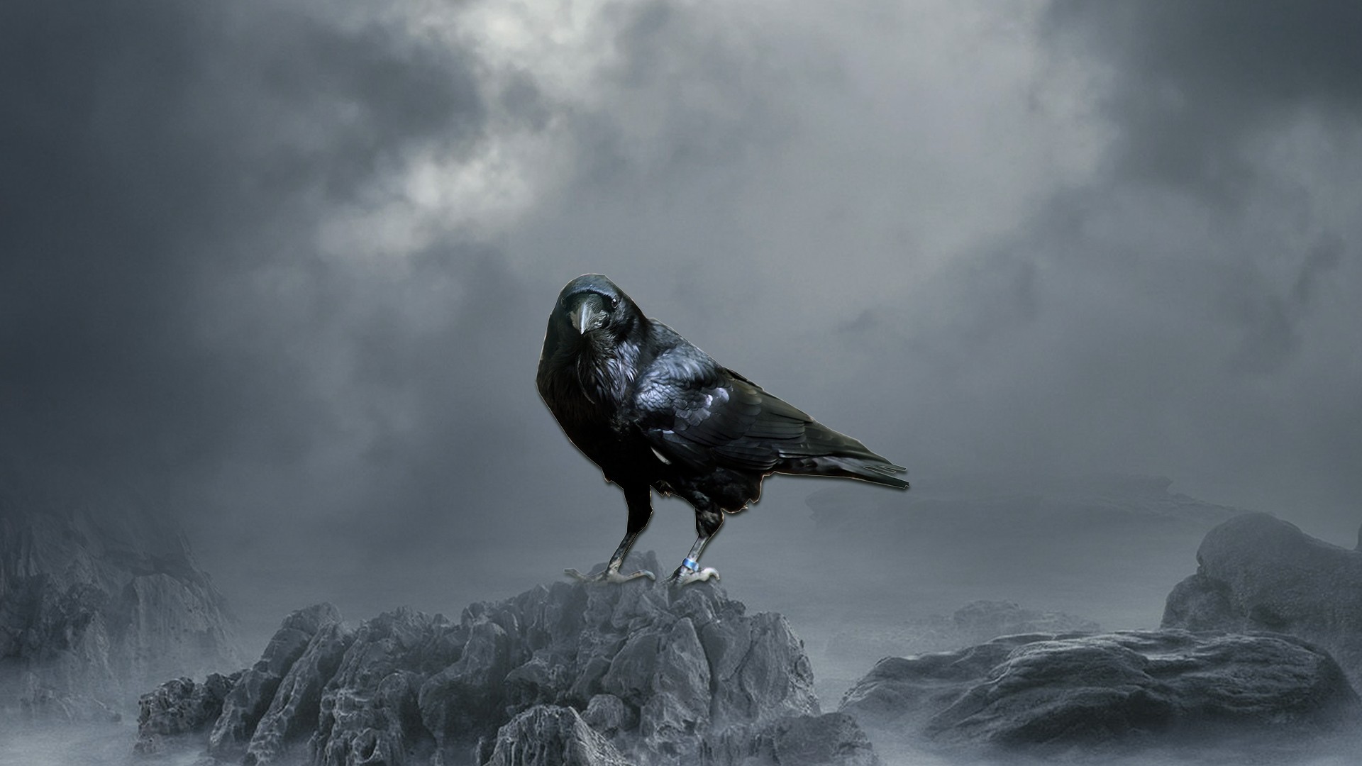 Crow Desktop HD Wallpaper.