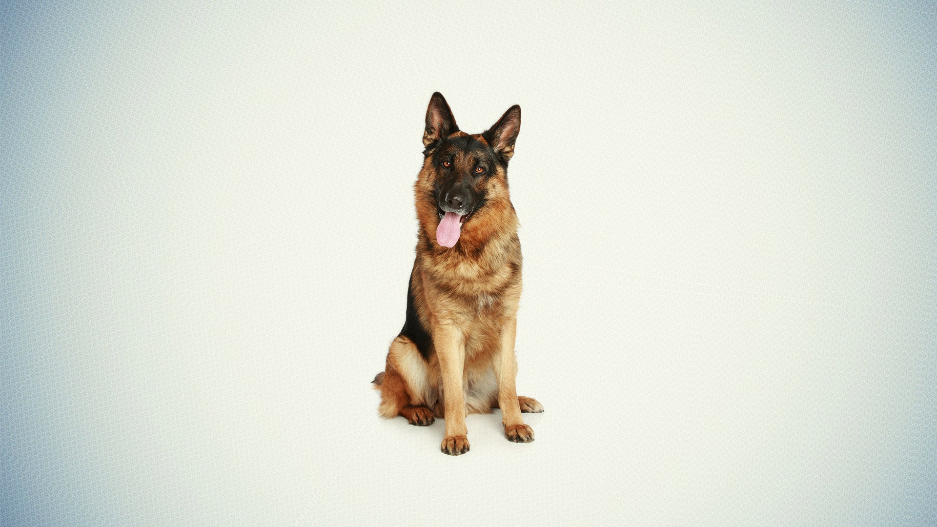 Dog Desktop HQ Wallpaper 