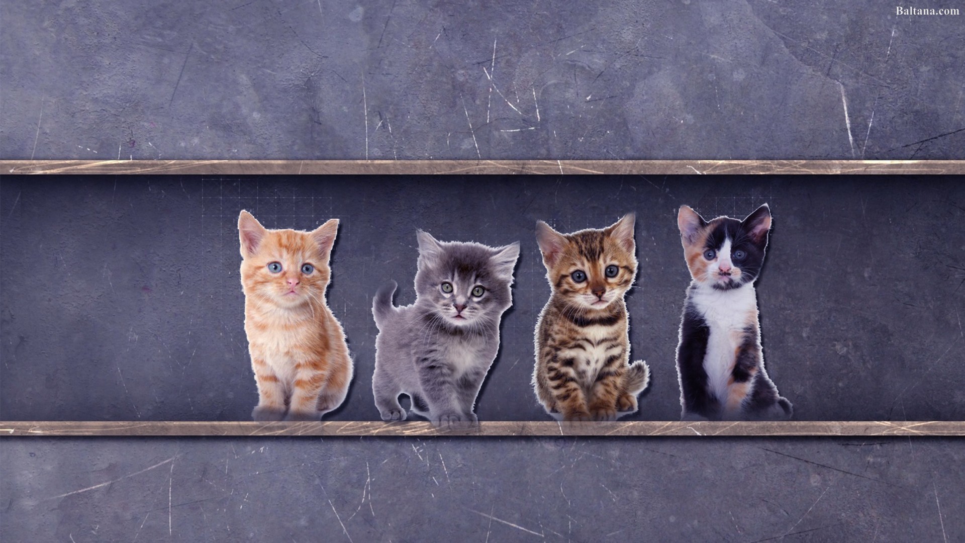 Kitten Best Wallpaper 